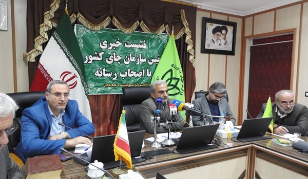 عذرخواهی رئیس سازمان چای به دلیل تاخیر در پرداخت مطالبات چایکاران