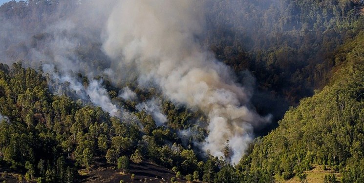آتش‌سوزی جنگل‌ نمک‌آبرود چالوس سطحی بود