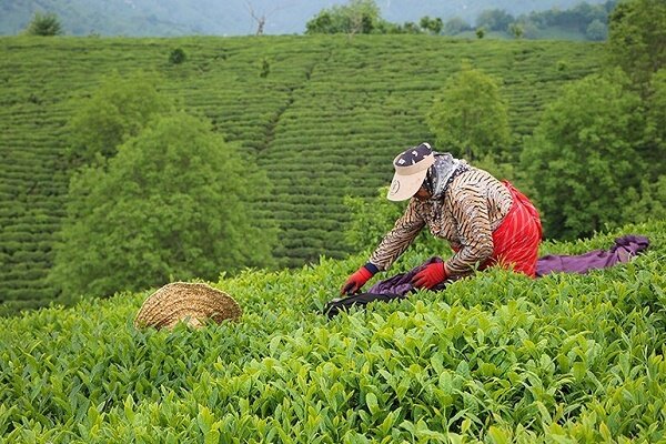 پیش بینی برداشت پاییزه 15 هزار تنی برگ سبز چای