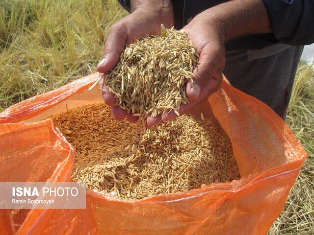 افزایش درآمد برنجکاران رشتی/ سود خوب پرورش راتون