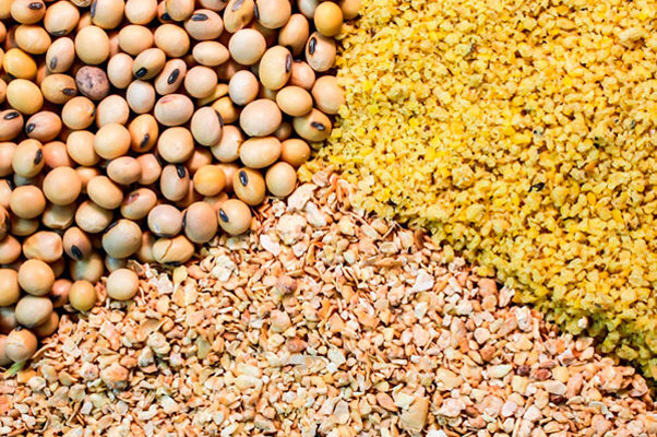 وابستگی 75 درصدی دامپروری و 85 درصدی طیور مازندران به تامین ذرت و کنجاله