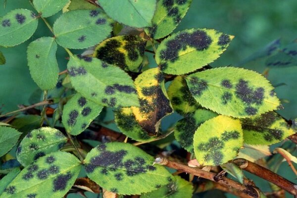 مبارزه با آفات و بیماری های بومی و غیربومی جنگل های گیلان