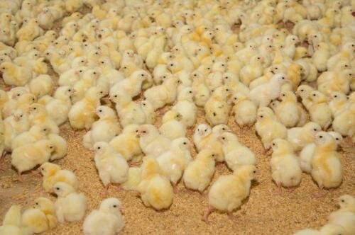 جوجه‌ریزی 12 میلیون قطعه‌ای در مازندران در نخستین ماه پاییز