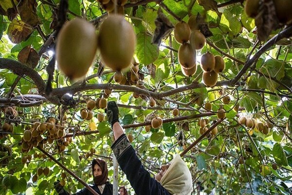 صادرات کیوی گیلان به برزیل برای اولین بار