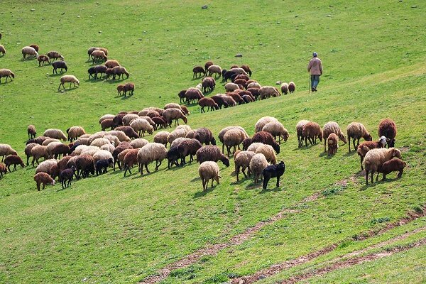 اجرای طرح های مرتعداری در 74 درصد مراتع گیلان