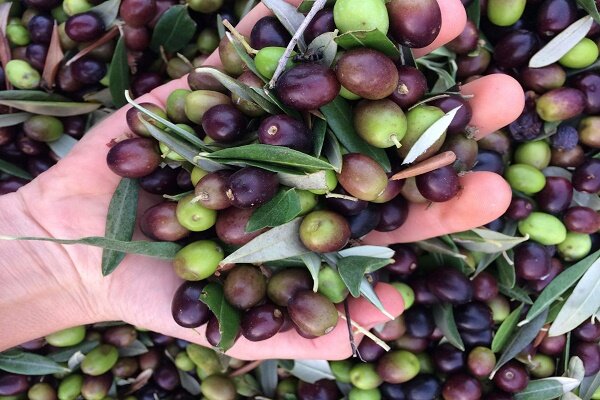 برداشت زیتون در 70 درصد از باغات گیلان/ لزوم محدودیت در واردات روغن زیتون