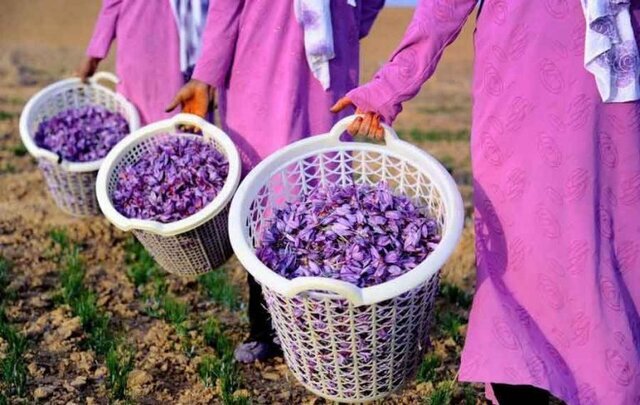 پیش‌بینی برداشت 195 کیلوگرم طلای سرخ از باغات گیلان