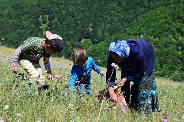 درآمد 15 میلیاردی عشایر گیلان از برداشت گیاهان دارویی
