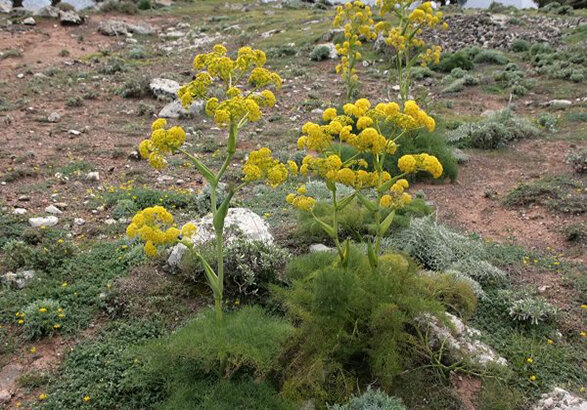 احیای طرح  کشت گیاهان دارویی در مراتع مازندران