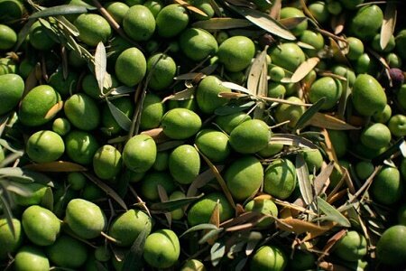 خرید حمایتی 21 تنی زیتون از کشاورزان گیلان