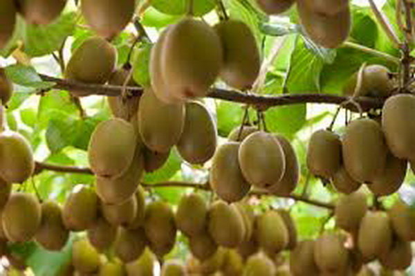 مبارزه تلفیقی مدیریت آفت سپردار در باغات کیوی + توصیه‌های فنی برای سمپاشی