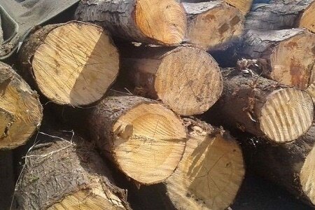 کشف 12 تن چوب جنگلی قاچاق در رضوانشهر