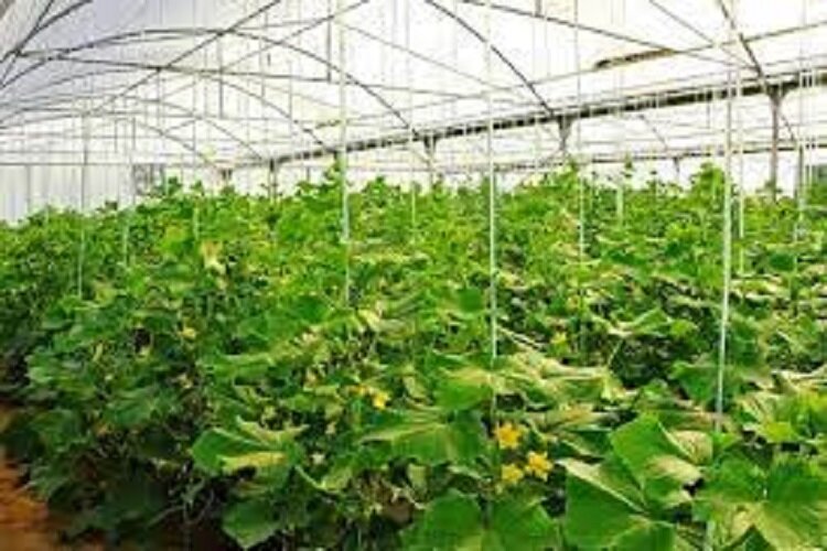 81 واحد گلخانه در گلستان دوگانه‌سوز است