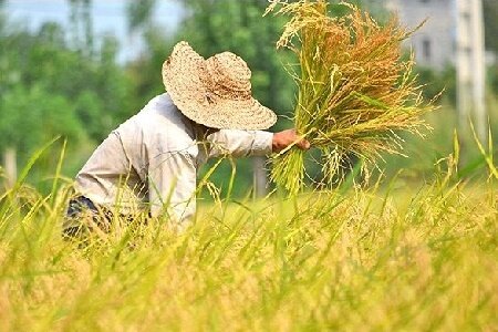 عضویت 103 خانوار گیلانی در صندوق بیمه اجتماعی روستاییان و عشایر