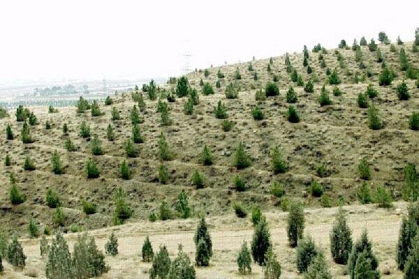 آغاز کاشت 32 میلیون درخت در گیلان