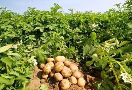 پرداخت 1000 میلیارد ریالی تسهیلات کشاورزی در بابل