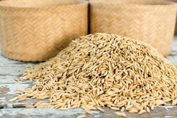 توزیع 1700 تن بذر گواهی شده برنج در گیلان
