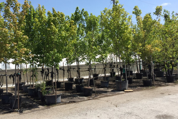 کاشت 4055 اصله درخت در مناطق پنج گانه رشت