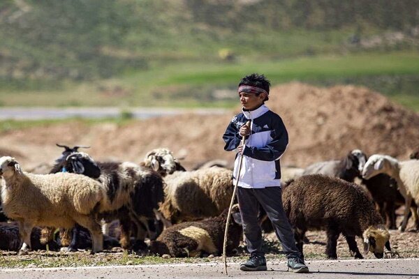 تولید 5 درصد گوشت قرمز گیلان توسط عشایر