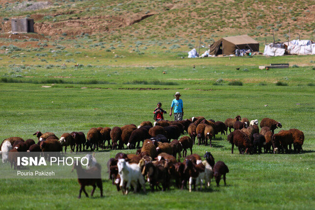 سهم 20 درصدی عشایر در دامداری گیلان/ تامین ماهانه نهاده های دامی