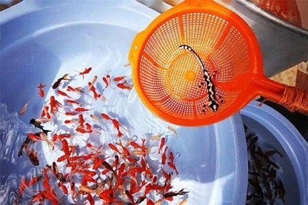 برخورد با خرید و فروش گونه های وحشی در آستانه نوروز