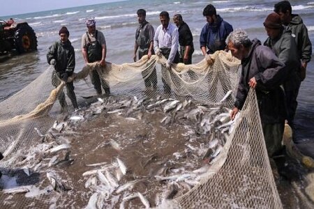 افزایش 47 درصدی صید ماهیان استخوانی در گیلان/ تولید 22 میلیون قطعه ماهی قرمز