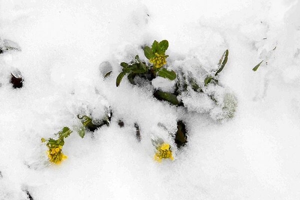 کاهش 12 درجه ای دمای گیلان از سه شنبه/ بارش برف در بالادست