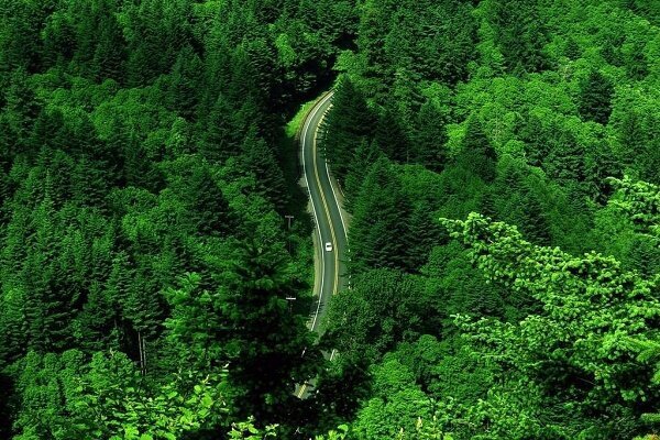 ایجاد 4000 کیلومتر آتش بُر در جنگل های گیلان