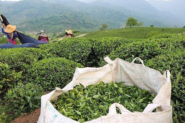افزایش 57 درصدی نرخ خرید تضمینی برگ سبز چای