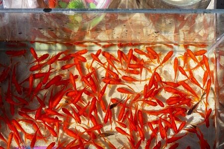 ایجاد 750 شغل مستقیم در گیلان برای تولید ماهی قرمز