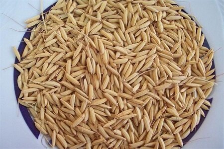 تولید 1750 تن بذر گواهی شده برنج در گیلان