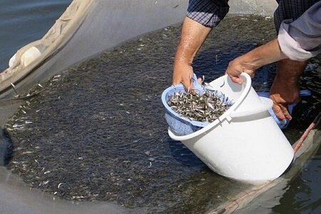 پیش بینی رهاسازی 170 میلیون قطعه بچه ماهی استخوانی در گیلان