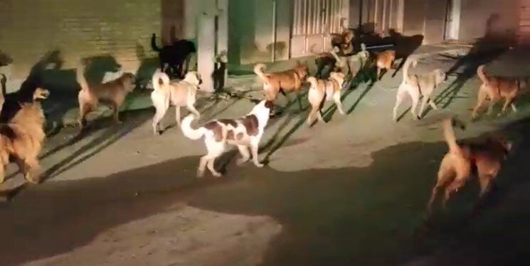 باوفایان بی‌پناه