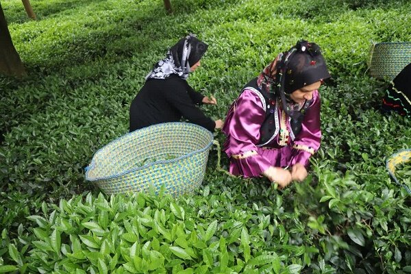 پیش بینی برداشت 130 هزار تن برگ سبز چای طی امسال