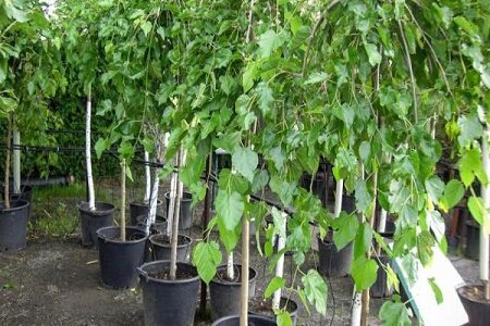 احیای باغات توت نیازمند 2.3 میلیون اصله نهال در سال است