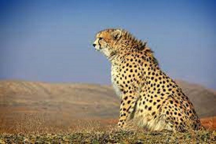 افزایش گونه‌های حیات وحش در سوادکوه/ مردم با محیط‌بانان همراه هستند