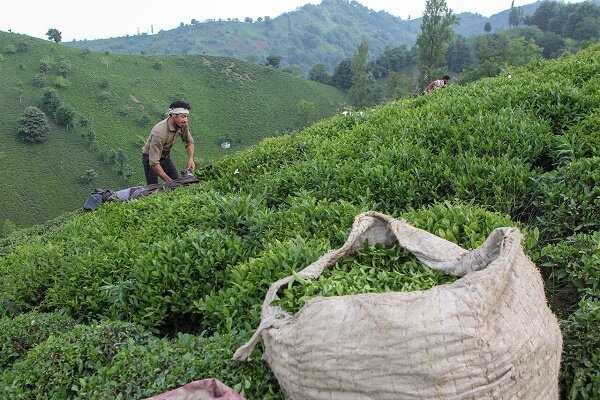 خرید تضمینی بالغ بر 14 هزار تن برگ سبز چای