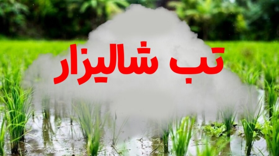 فوتی ناشی از تب شالیزار در مازندران گزارش نشد