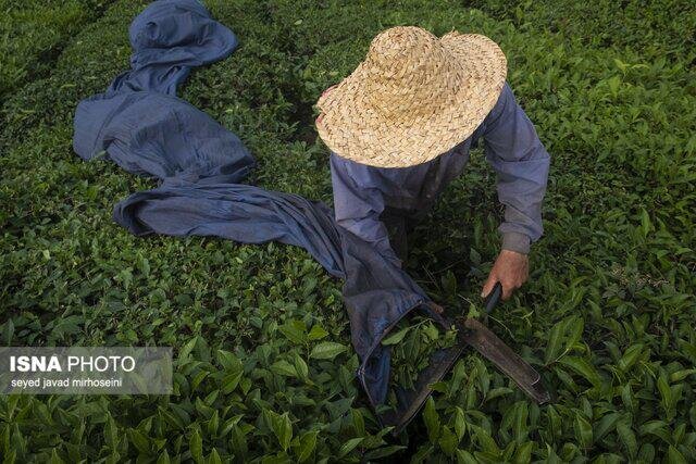 خرید 33 هزار تنی برگ سبز چای طی امسال/ تولید 6700 تن چای خشک
