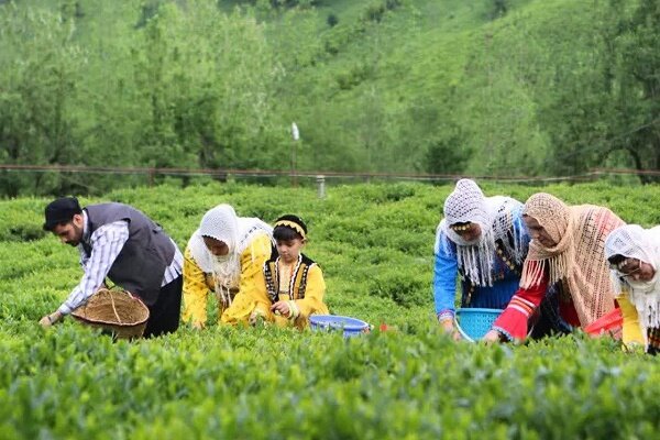 افزایش 20 درصدی برداشت برگ سبز چای