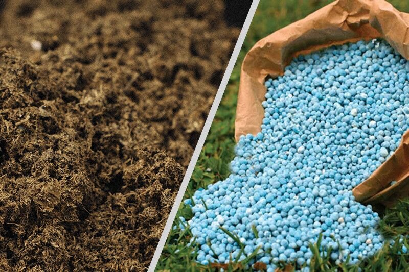 افزایش 25 درصدی مصرف کودهای پایه در مازندران