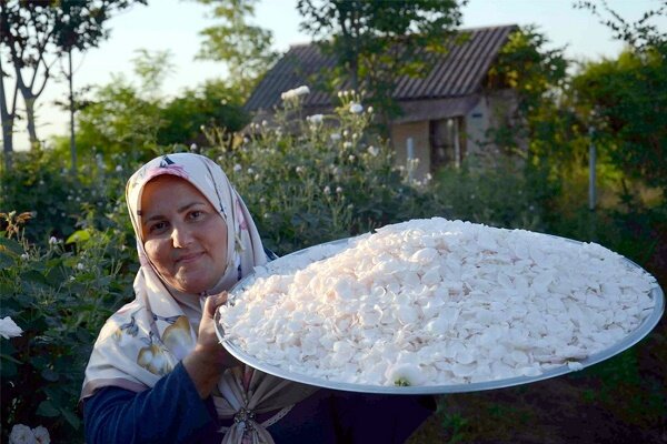 بازدید سالانه 5000 گردشگر از گلابگیری گیلده شفت