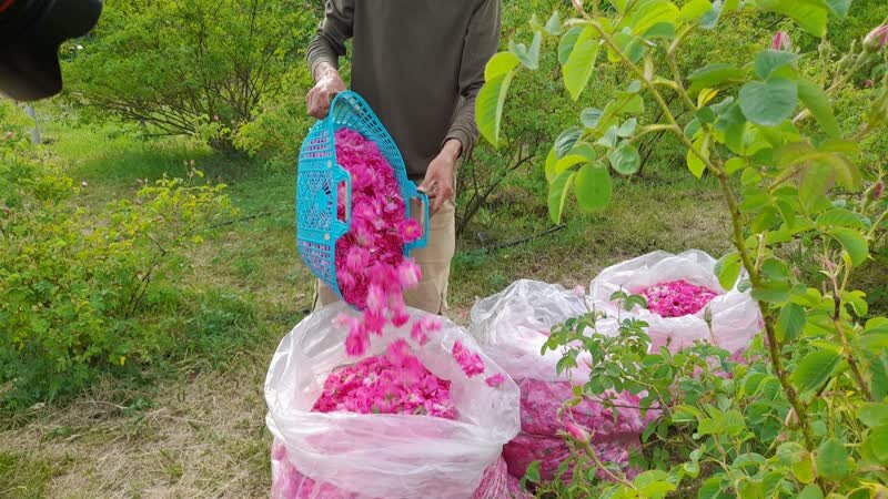 کشت گل‌محمدی در کجور 10 ساله شد