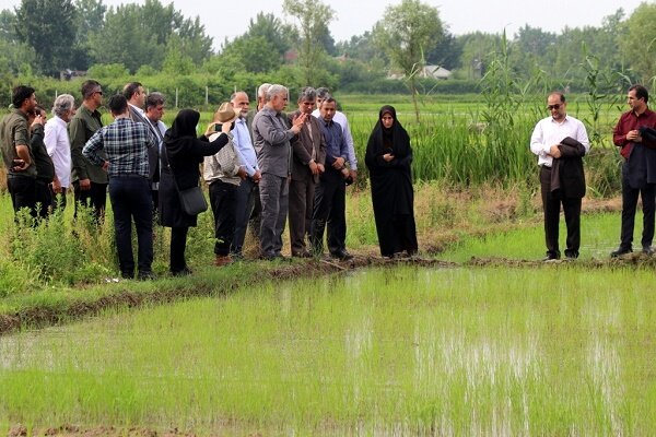 آب کشاورزی در گیلان عادلانه توزیع می شود