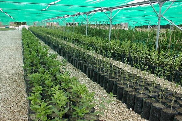 تولید 3.5 میلیون اصله نهال در نهالستان های گیلان