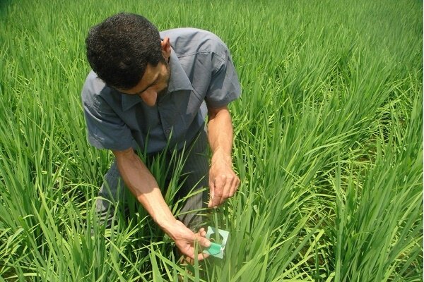 مبارزه بیولوژیک با کرم ساقه خوار برنج در 8000 هکتار از شالیزارهای گیلان