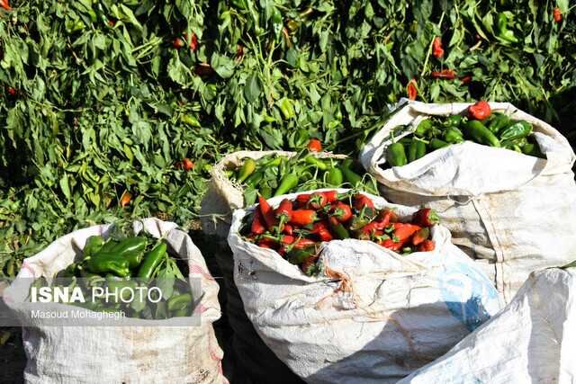 گذری بر راسته صیفی جات و برکات باران در بازار محلی آستانه اشرفیه