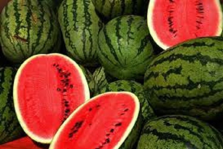 تولید 6700 تن هندوانه در مازندران
