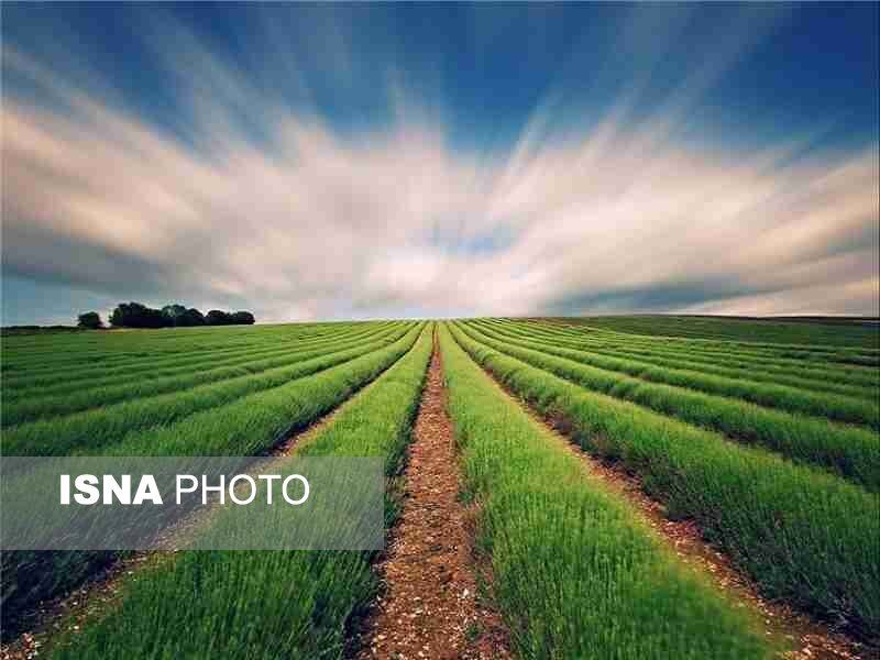 توصیه های مهم جهاد کشاورزی گلستان به کشاورزان در روزهای گرم سال