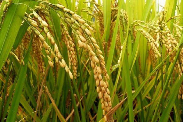پیش بینی تولید 1.1 میلیون تنی شلتوک در گیلان